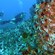 Two scuba divers explore a reef